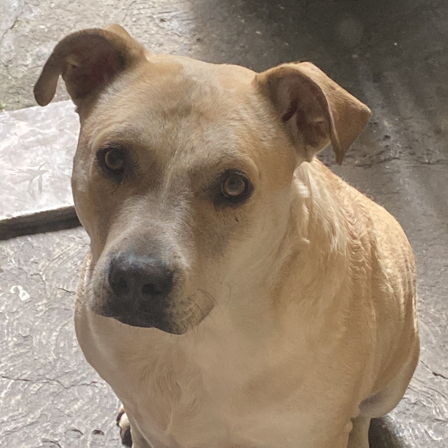  | Raza Mestizo, cruza de Labrador | Encontrado