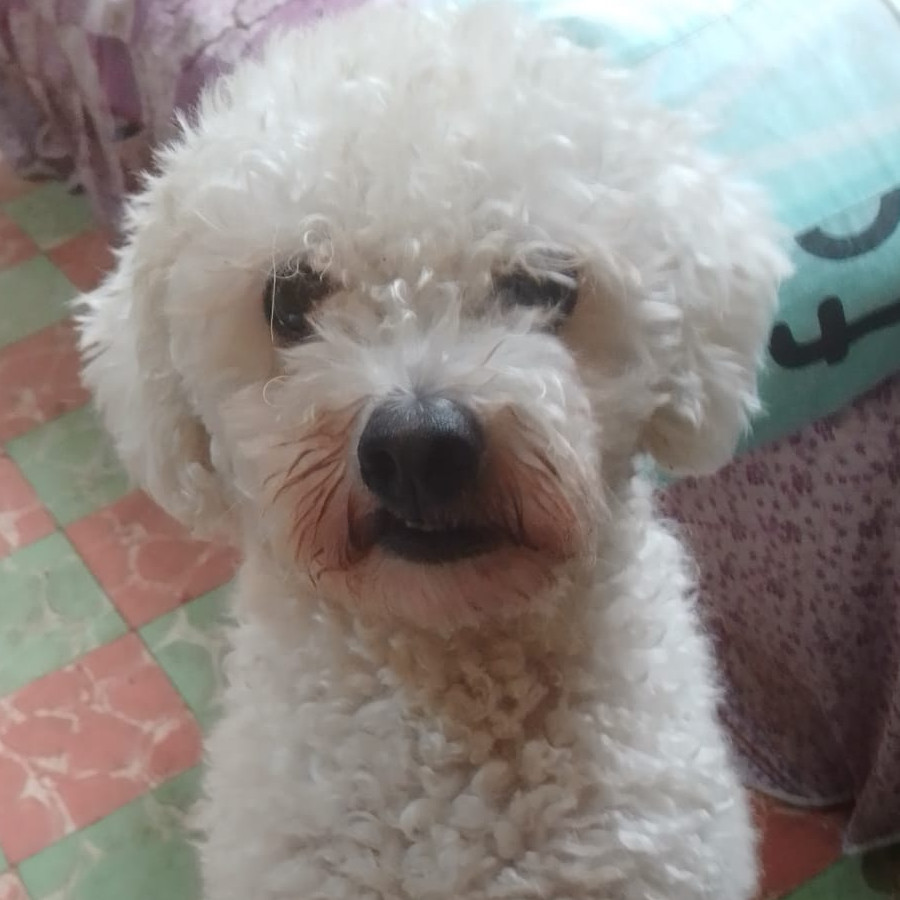 MAIKY | Raza French Poodle o Caniche | Perdido