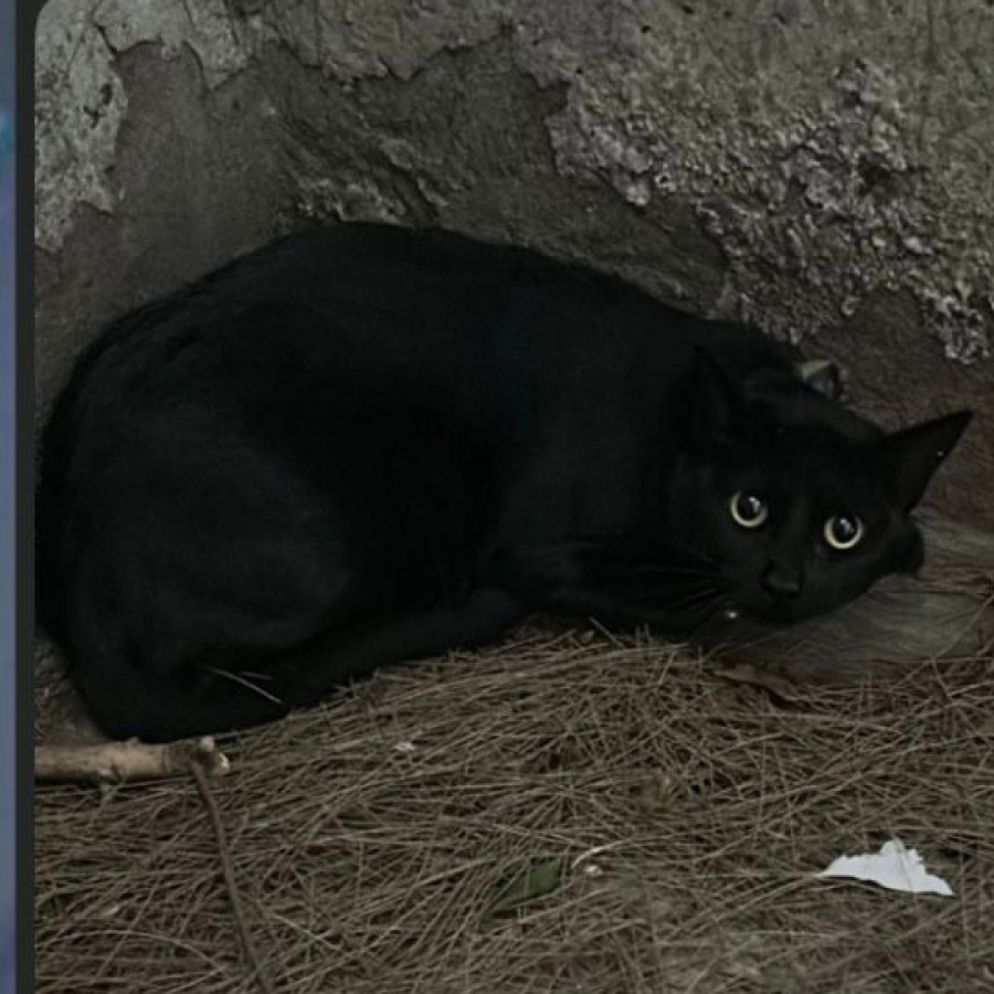  | Raza Bombay | Encontrado