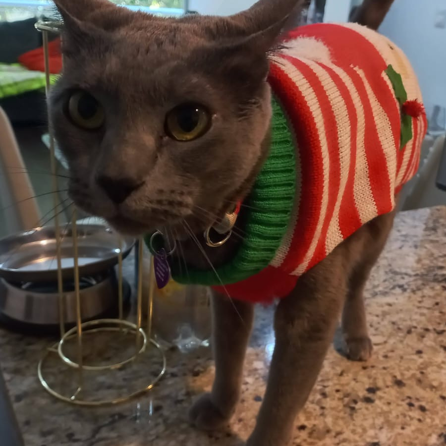 MAGGIE | Raza Ruso Azul | Final Feliz