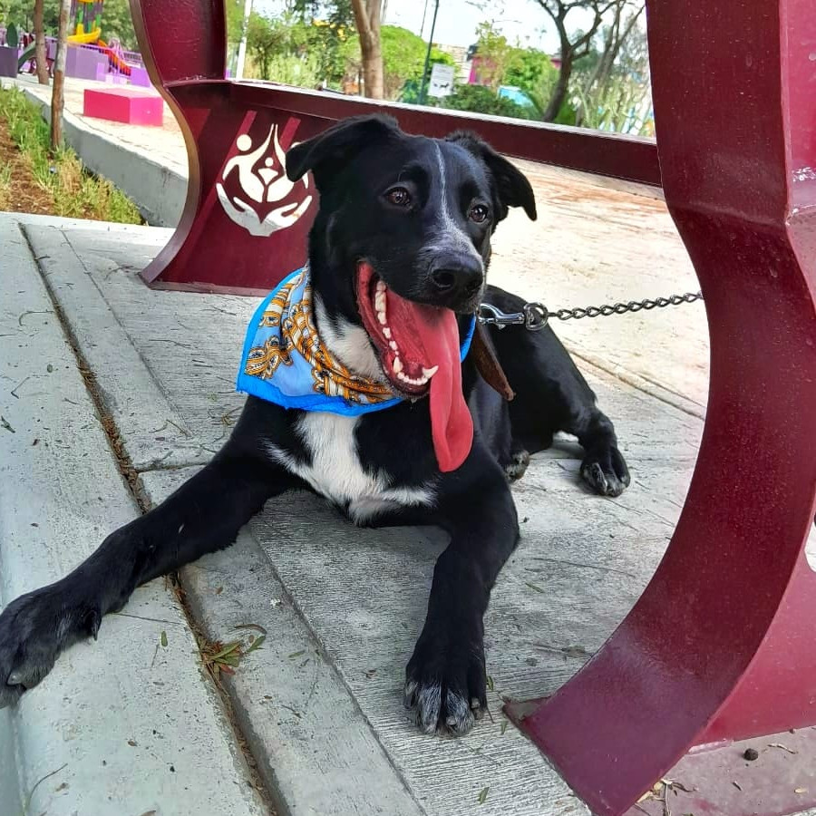 BLACKY | Raza Mestizo | En Adopción