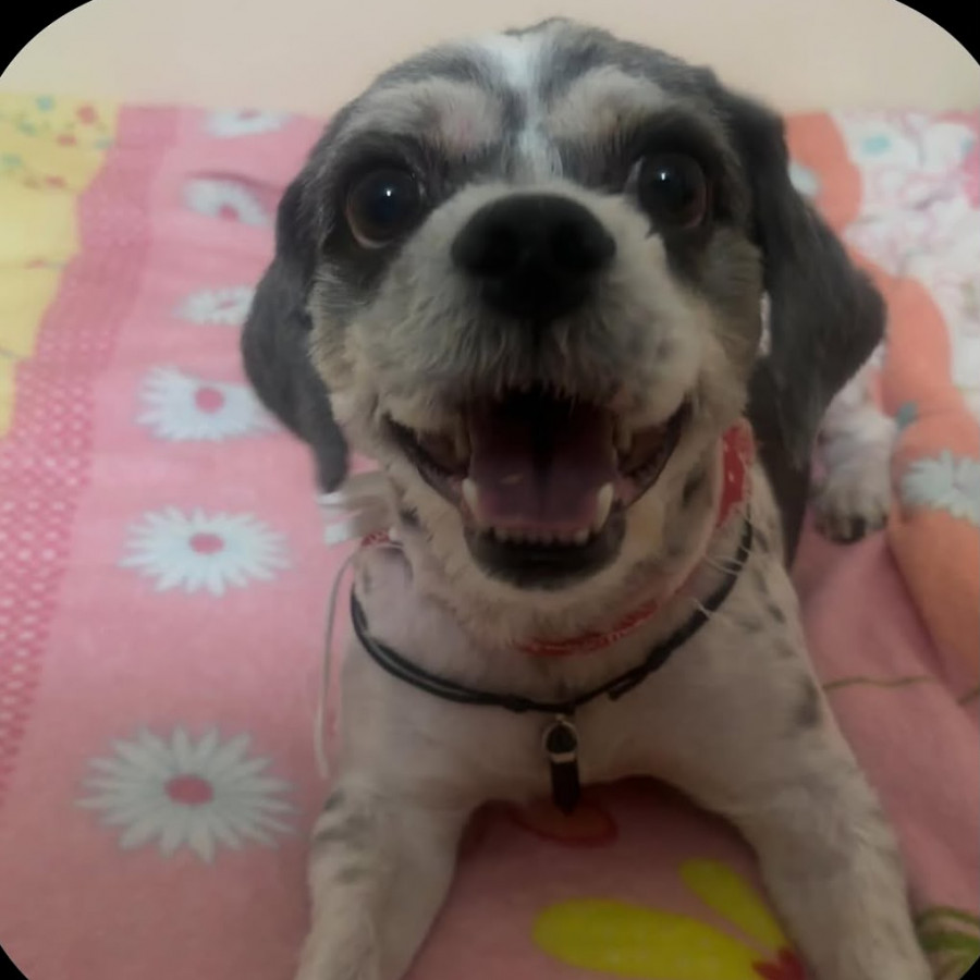 MANCHAS | Raza Shih Tzu  | Perdido