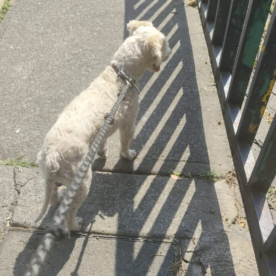  | Raza Mestizo, cruza de French Poodle con Maltés, Maltipoo | Encontrado