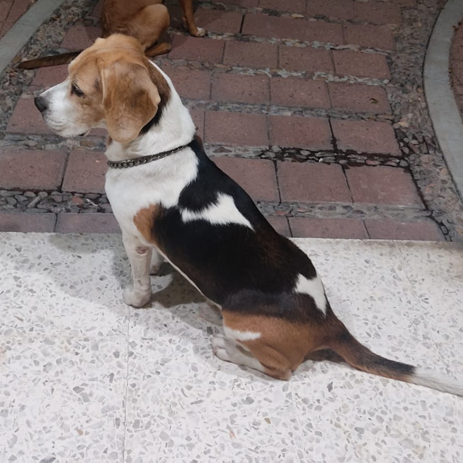 JANTO | Raza Beagle | Perdido