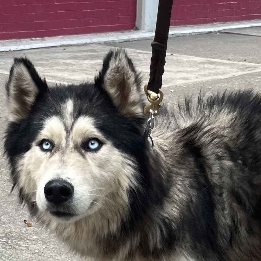  | Raza Husky Siberiano | Encontrado