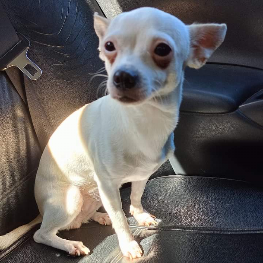 MAUSI | Raza Chihuahua | Perdida