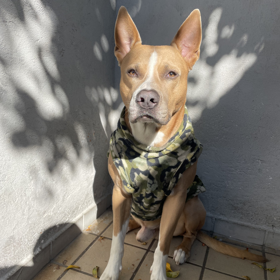 NIÑO | Raza Mestizo, cruza de American Pitbull Terrier con American Staffordshire Terrier | Perdido