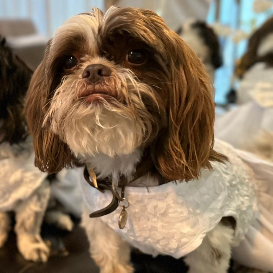 MYA | Raza Shih Tzu  | Perdida