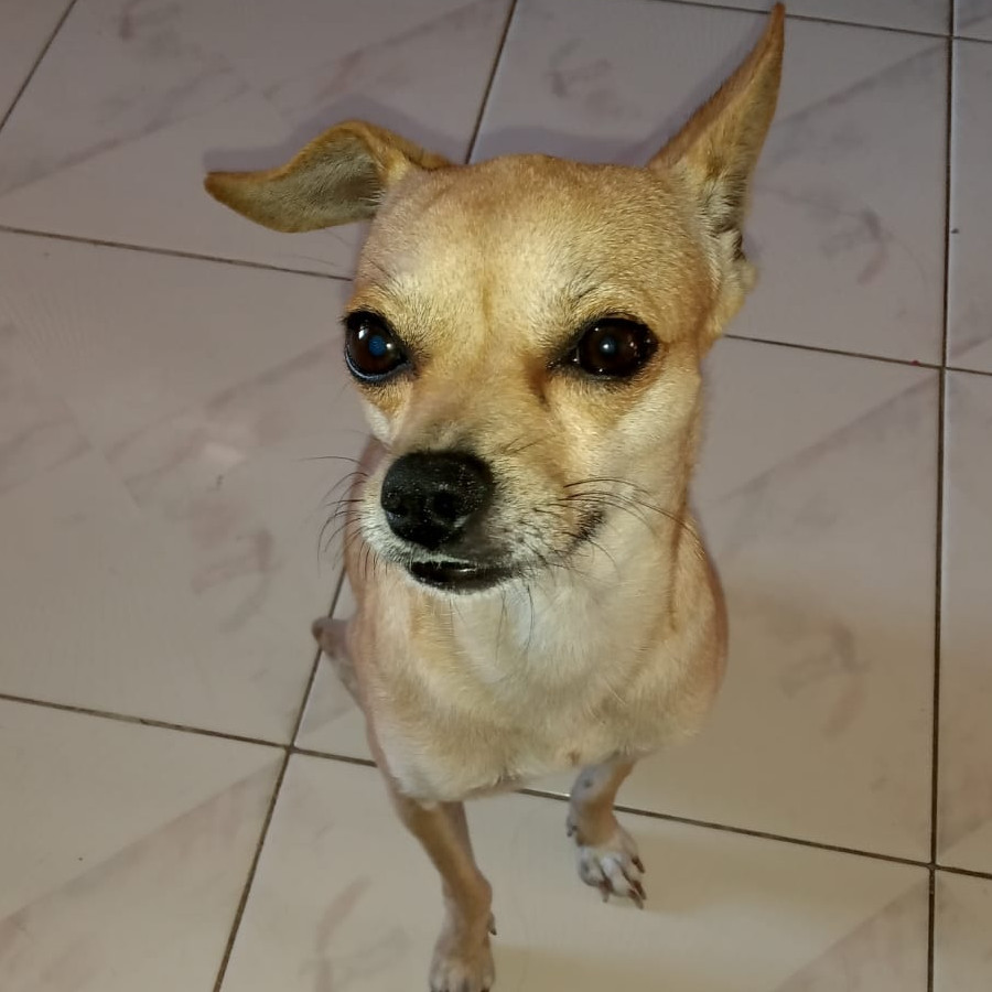 TOMY | Raza Chihuahua | Perdido