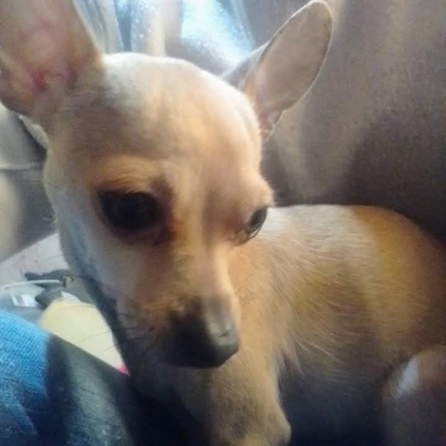 BREYKI | Raza Chihuahua | Perdida