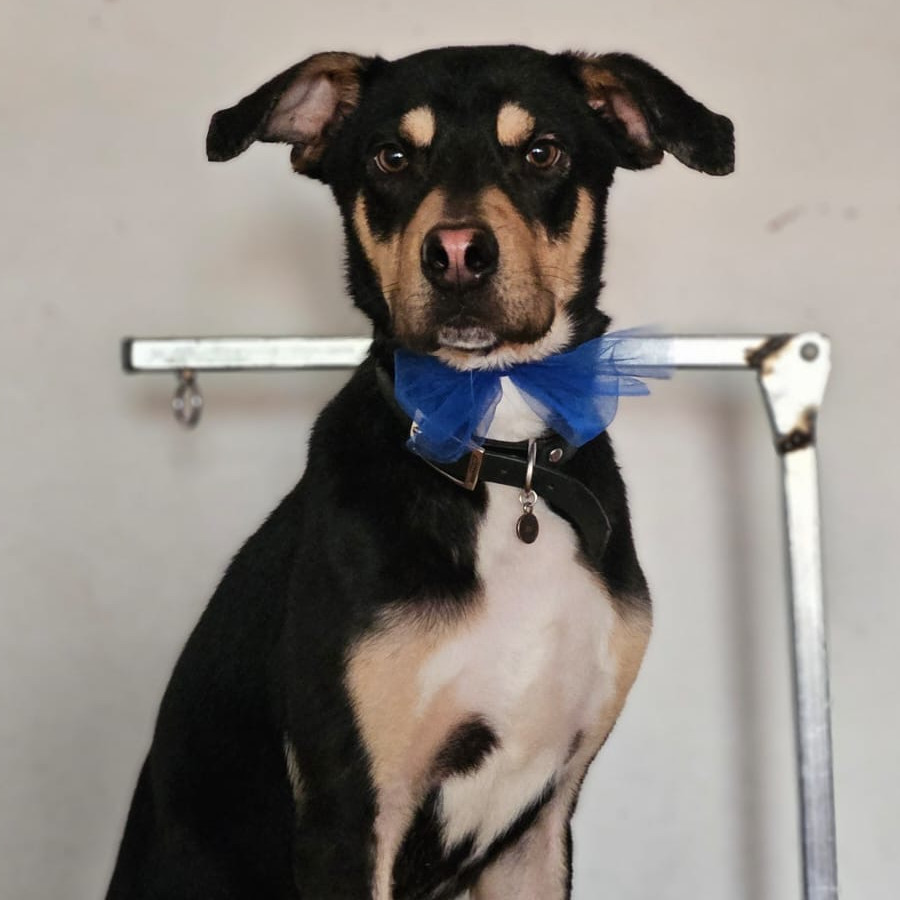  | Raza Mestizo, posible cruza de Rottweiler | Encontrado