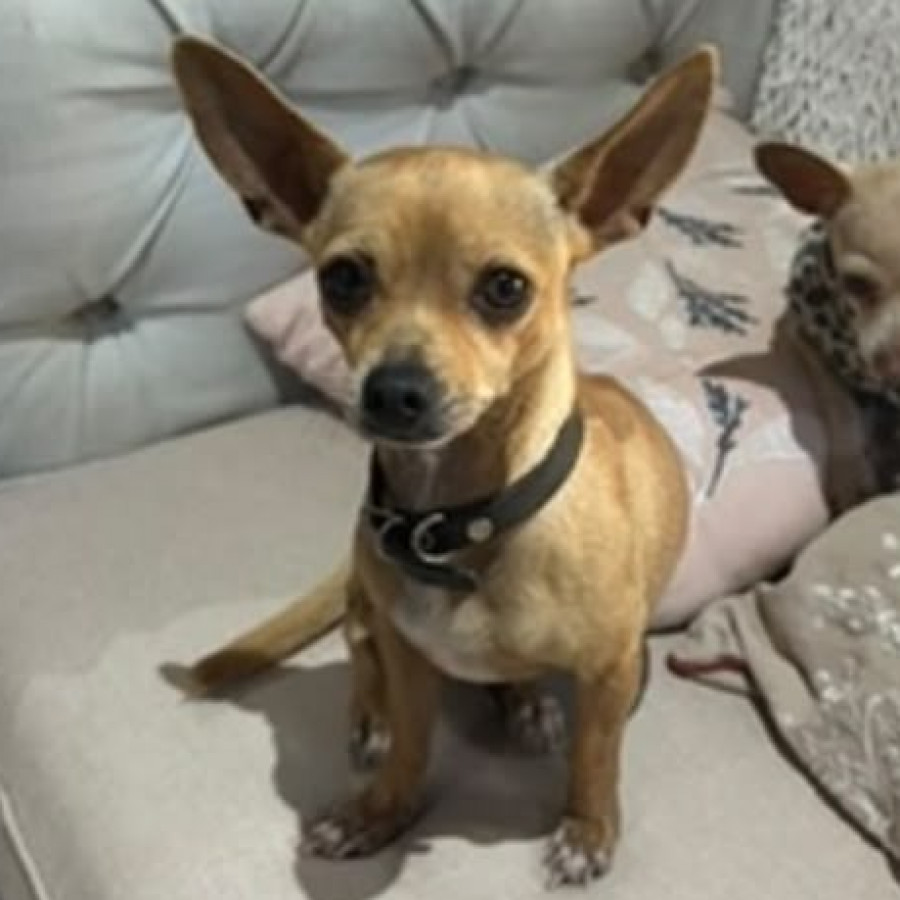 LALITA | Raza Chihuahua | Perdida