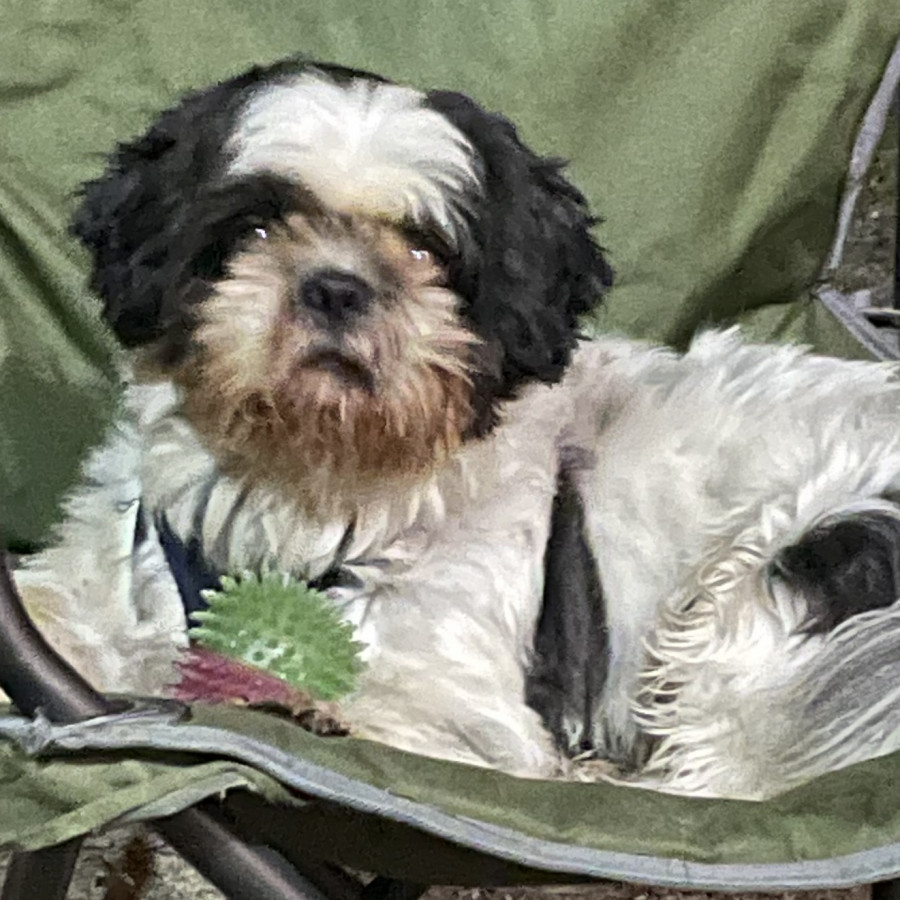 CANELO | Raza Shih Tzu  | Final Feliz
