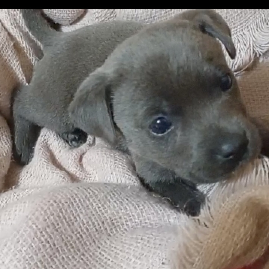 HERMOSA CACHORRITA | Raza Mestiza, cruza de American Pitbull Terrier | En Adopción