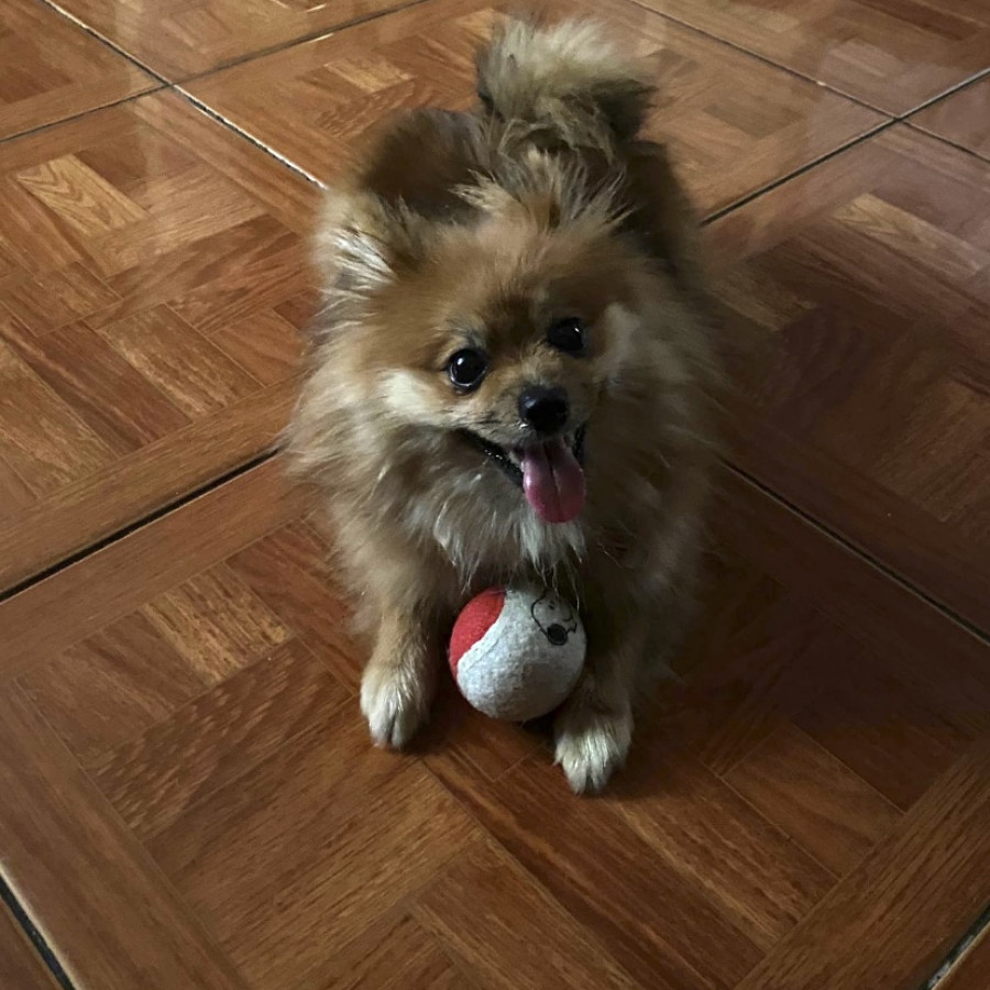 KIARA | Raza Pomerania | Final Feliz