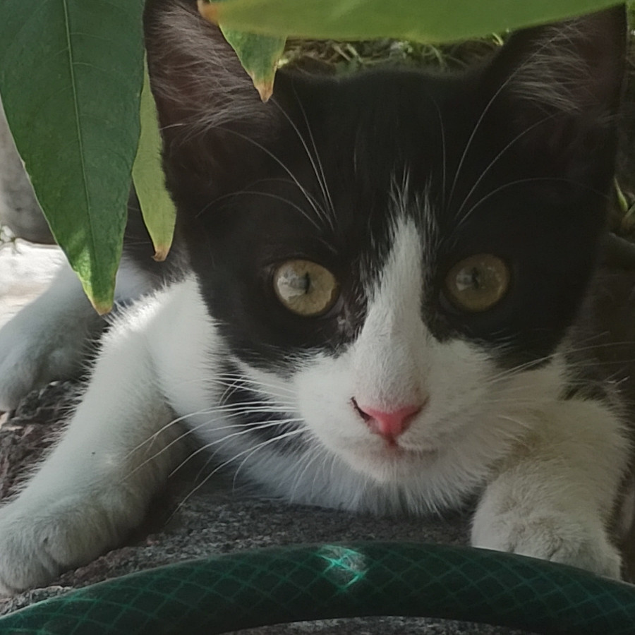 LATTE | Raza Doméstico Américano de Pelo Corto | En Adopción