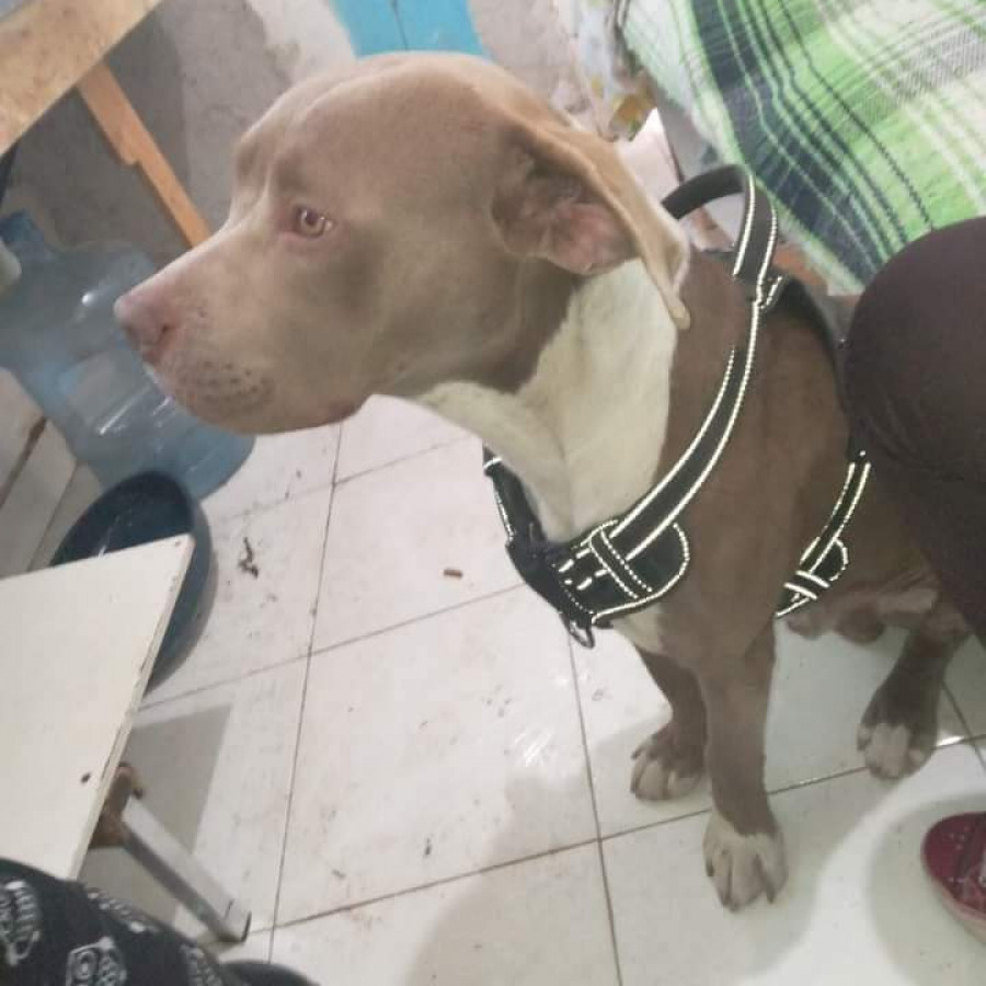 FANTOM | Raza American Pitbull Terrier | Perdido