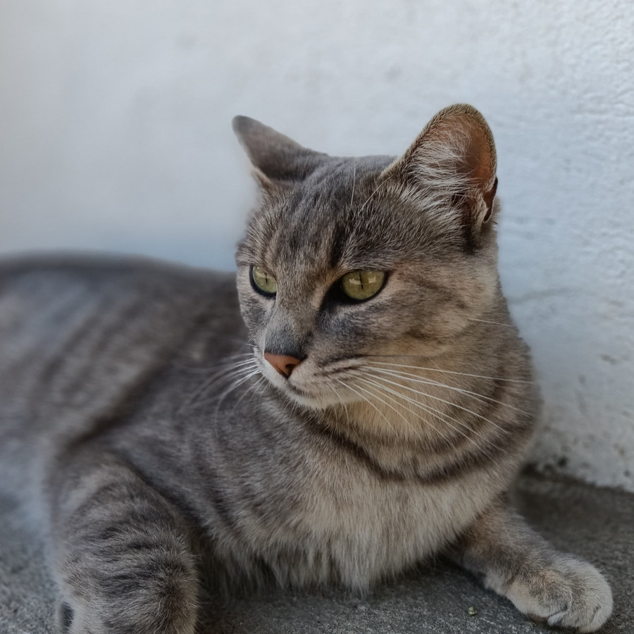 GORDITA | Raza Doméstico Américano de Pelo Corto | En Adopción