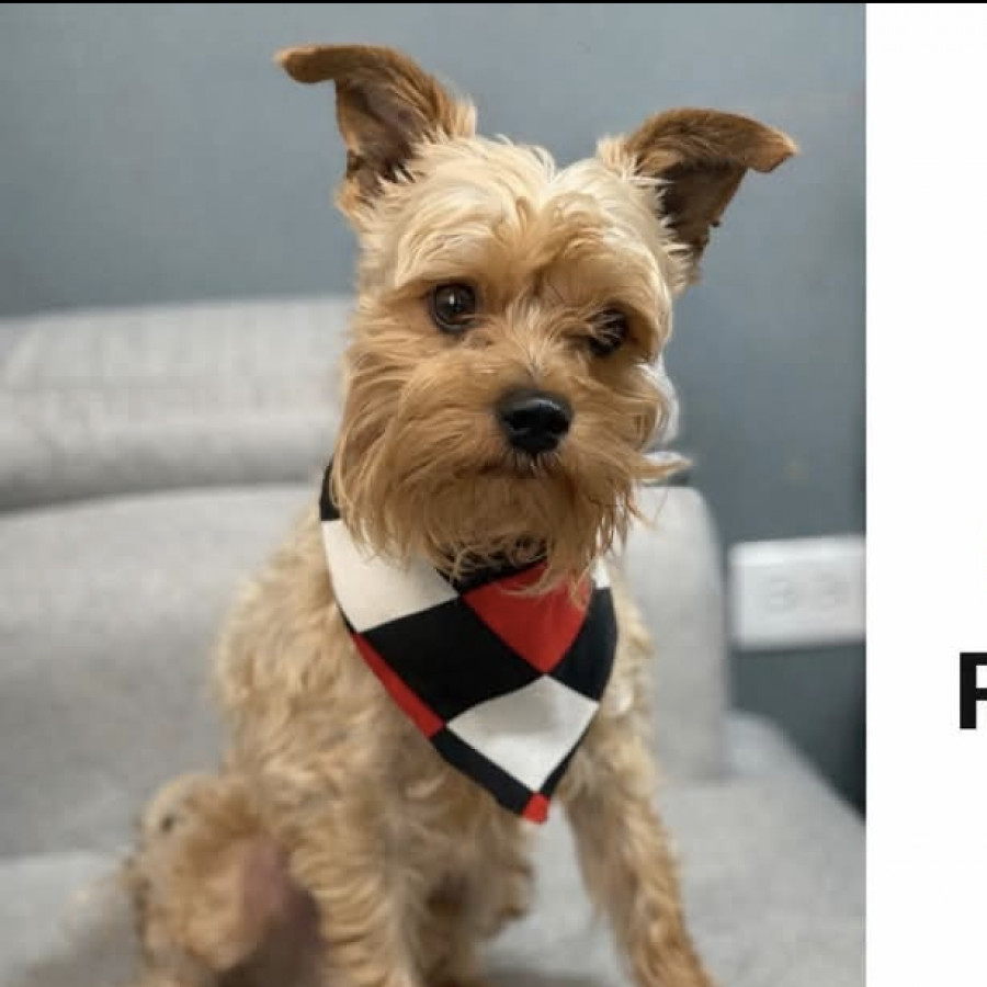 MAUI | Raza Mestizo, cruza de Yorkshire Terrier con Schnauzer | Perdido