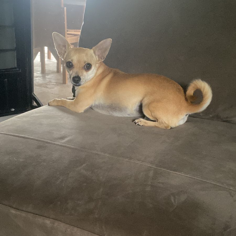 BINGO | Raza Chihuahua | Perdido