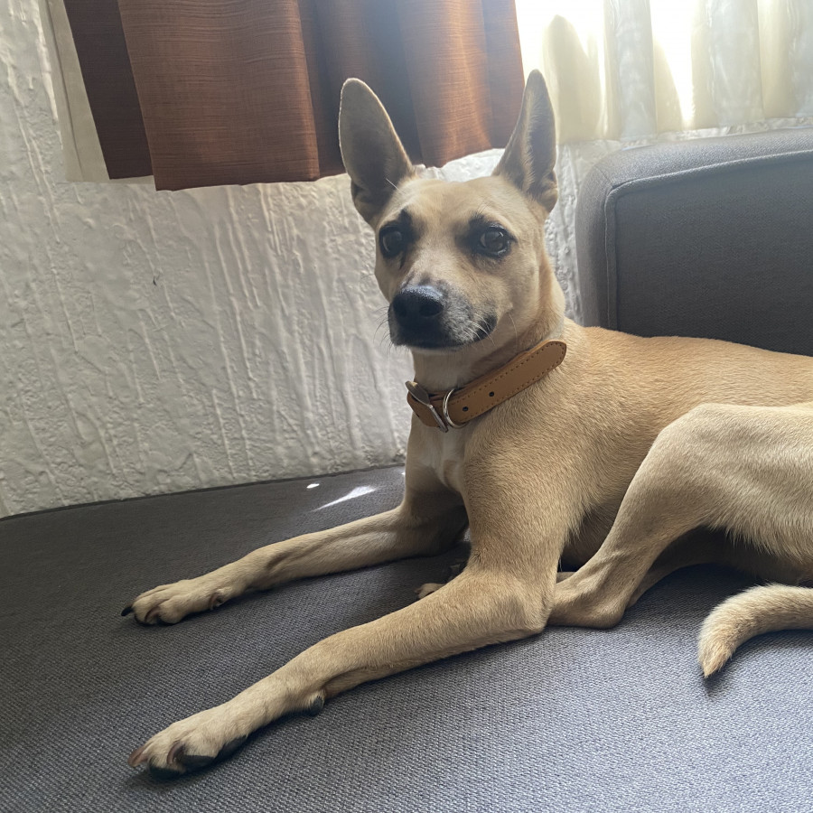  | Raza Mestiza, cruza de Chihuahua | Encontrada