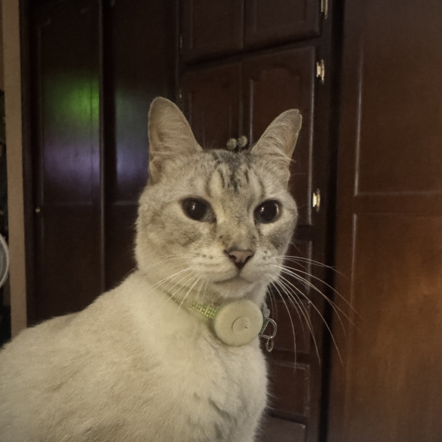 FOFO | Raza Aslan O Siamés Moderno, Punto Tabby | Final Feliz