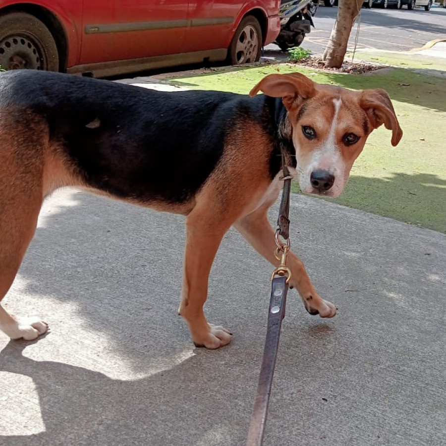  | Raza Mestiza, posible cruza de Beagle | Encontrada