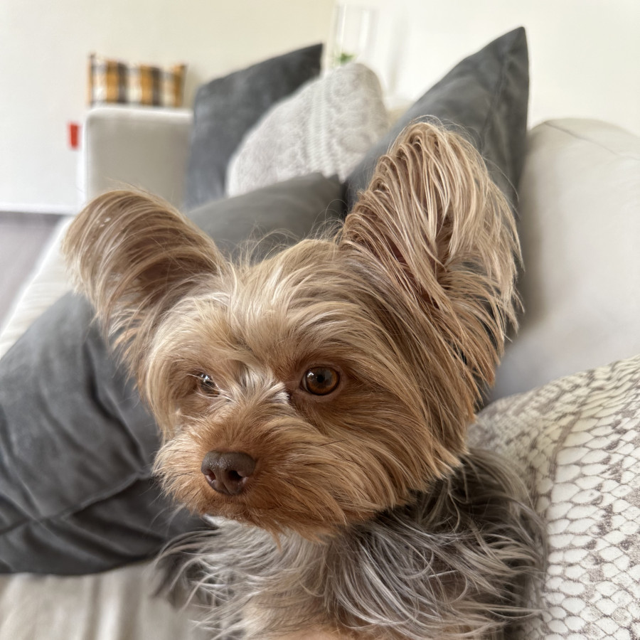 YAGO | Raza Yorkshire Terrier (Yorkie) | Perdido