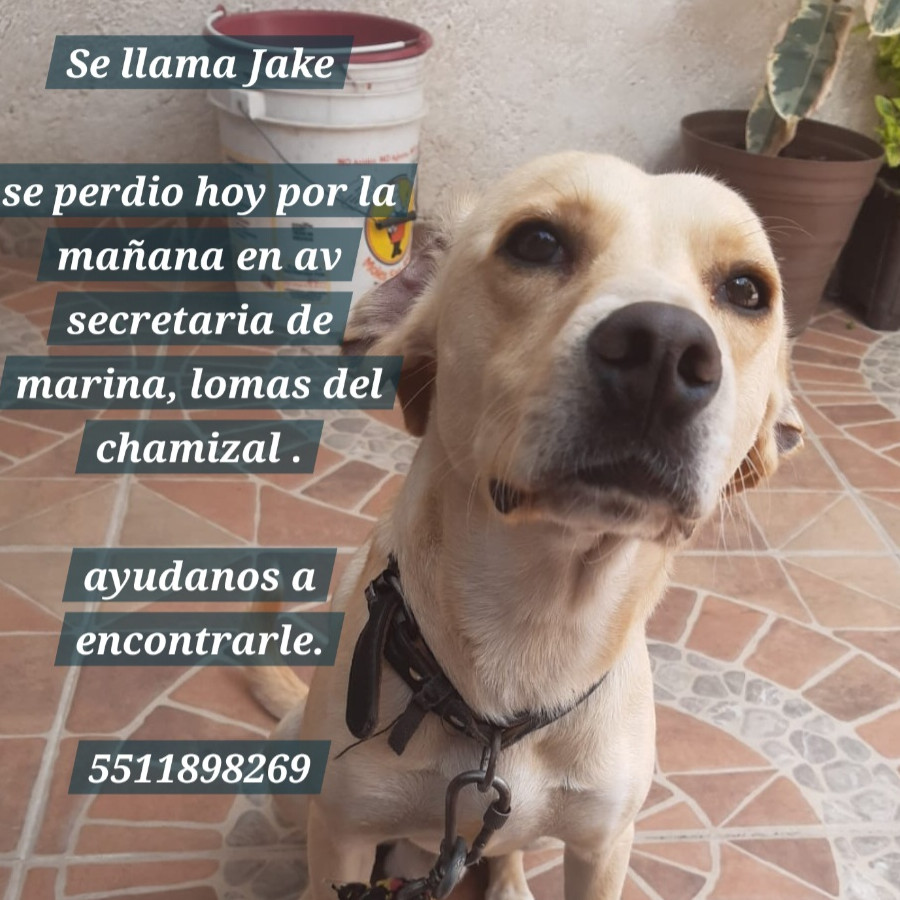 JAKE | Raza Mestizo, cruza de Labrador | Perdido