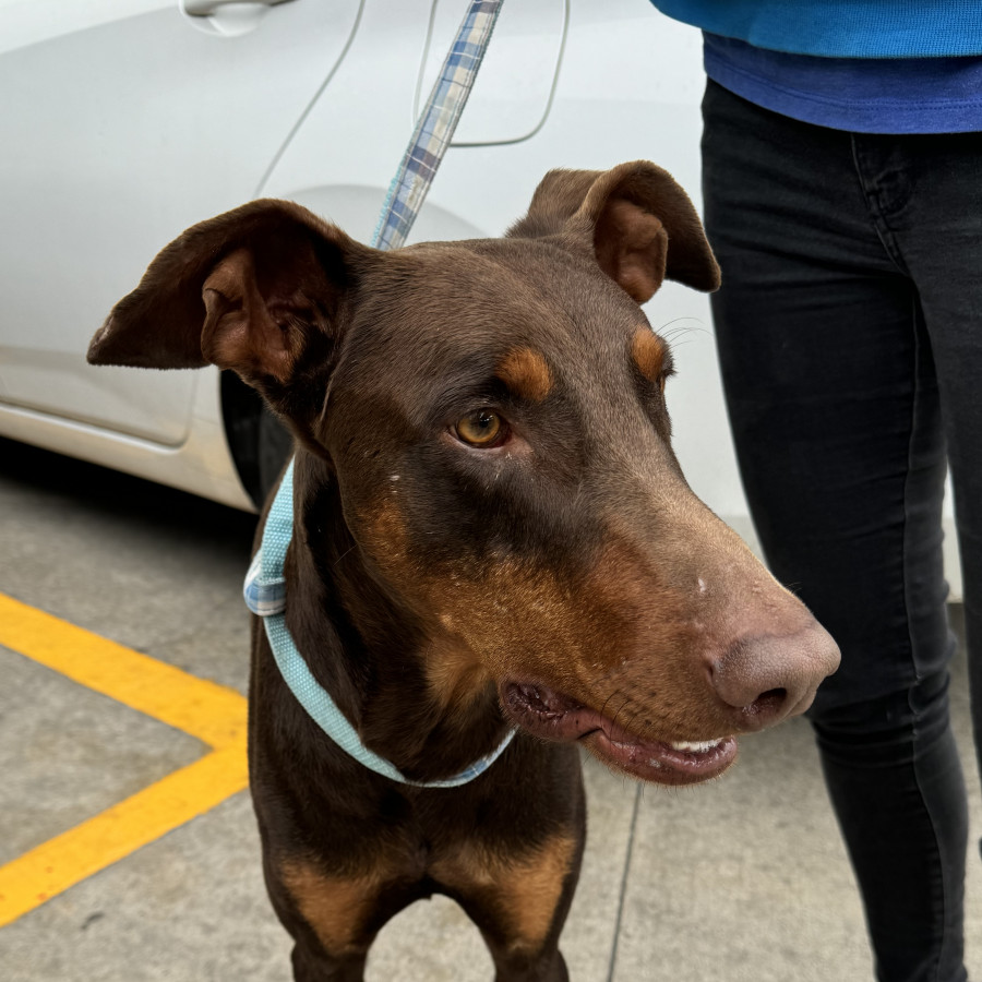  | Raza Dóberman Pinscher | Final Feliz