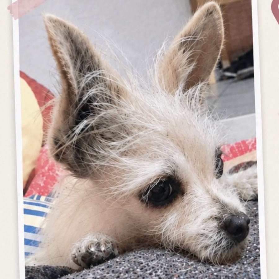 DORY | Raza Mestiza, cruza de Chihuahua con Poodle | Perdida