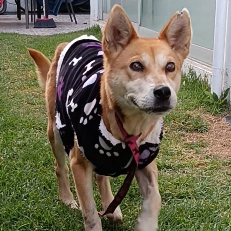  | Raza Mestiza, cruza de Shiba Inú | Encontrada