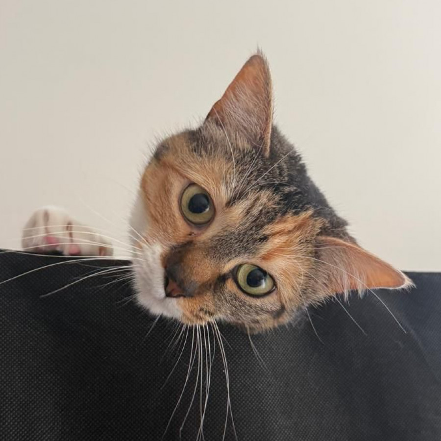 MOSHI | Raza Calicó de pelo corto | Perdida