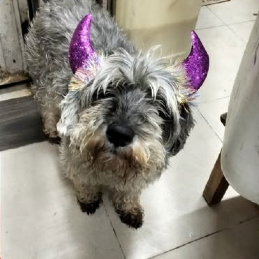 WINDY | Raza Schnauzer | Perdida