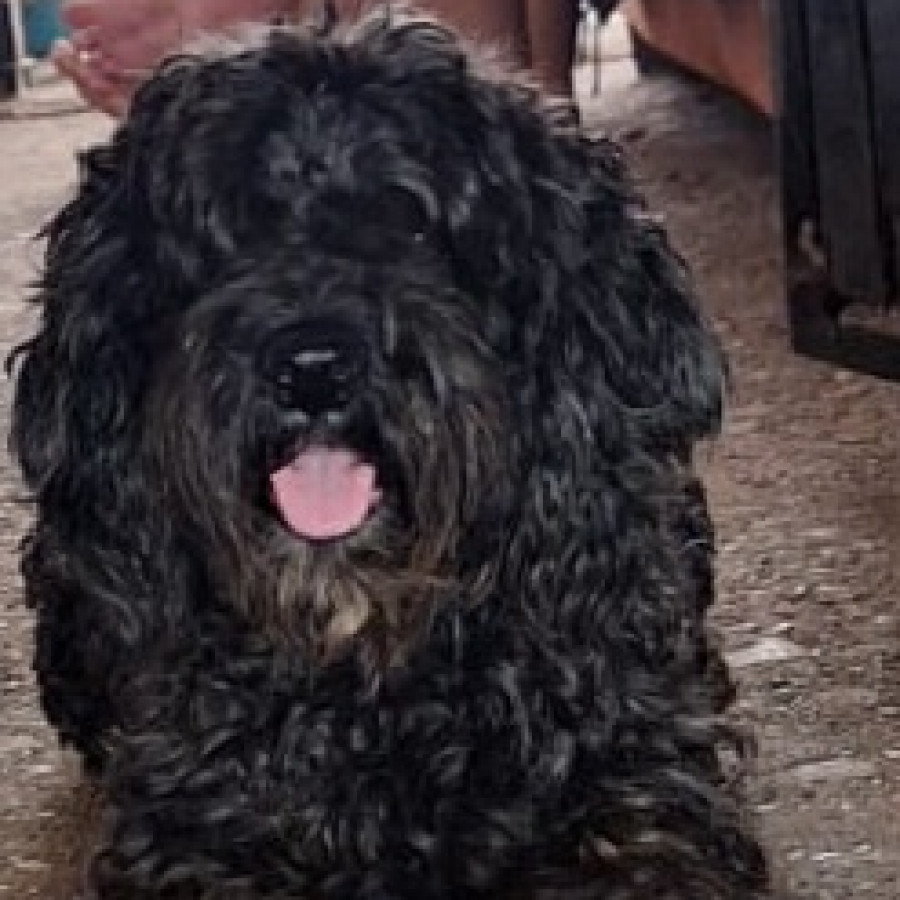 KILLER | Raza French Poodle o Caniche | Perdido