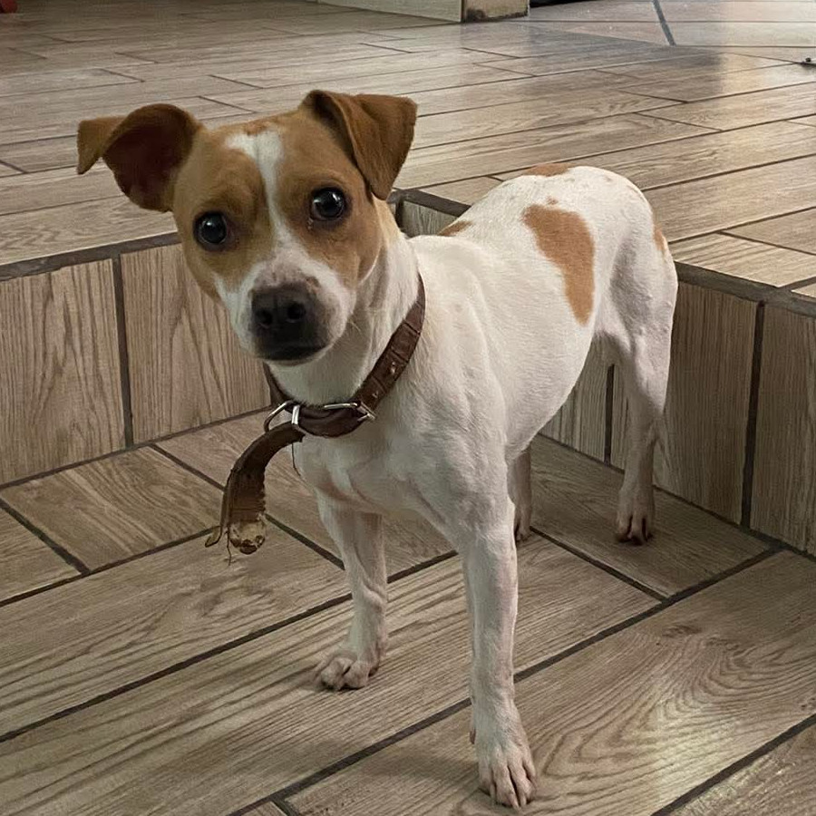  | Raza Mestiza, posible cruza de Jack Russell | Encontrada