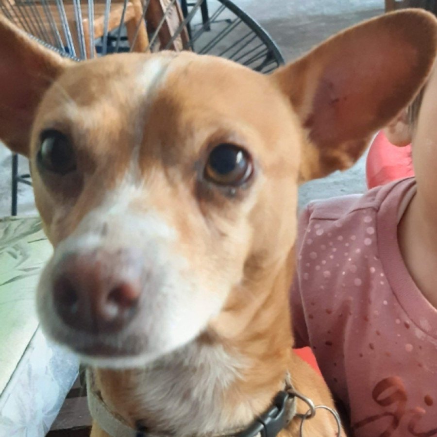 PATAS O HACHI | Raza Chihuahua | Final Feliz