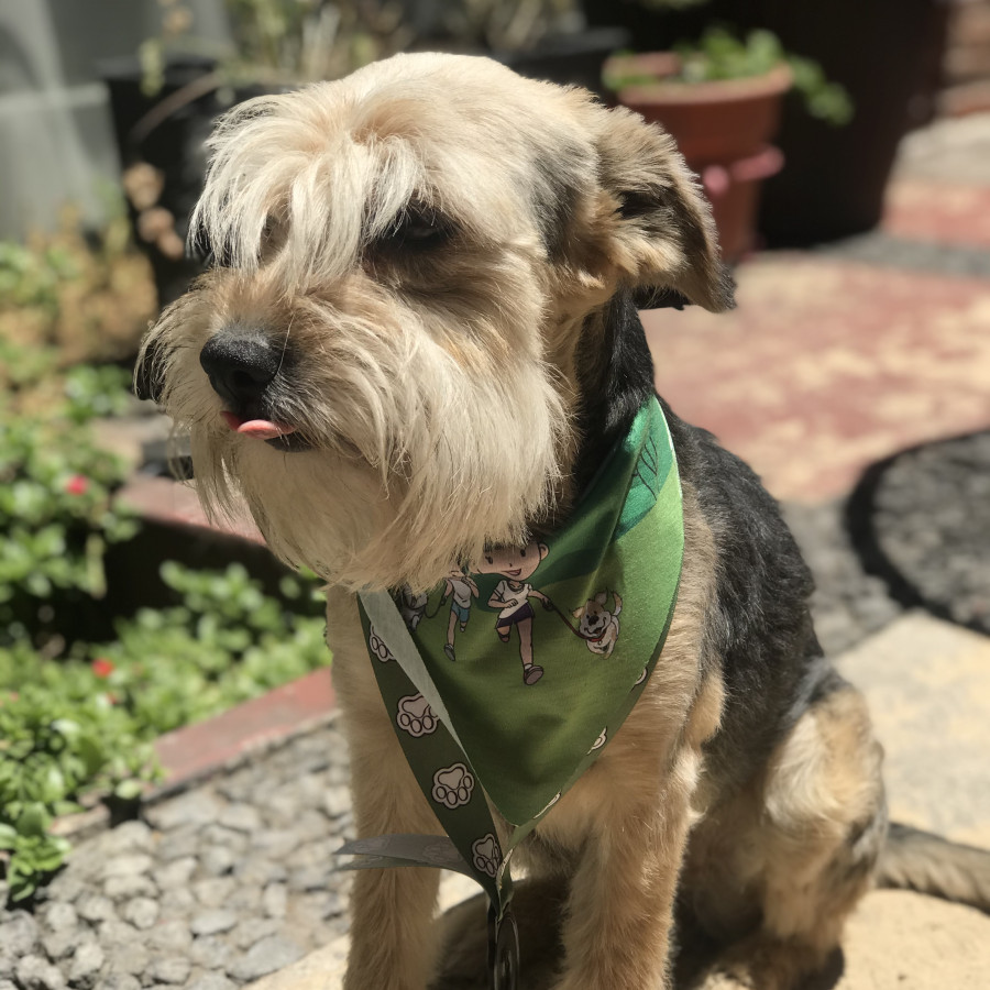 NIKITTA | Raza Mestiza, cruzaxde Schnauzer con Yorkshire Terrier (Yorkie) | Perdida