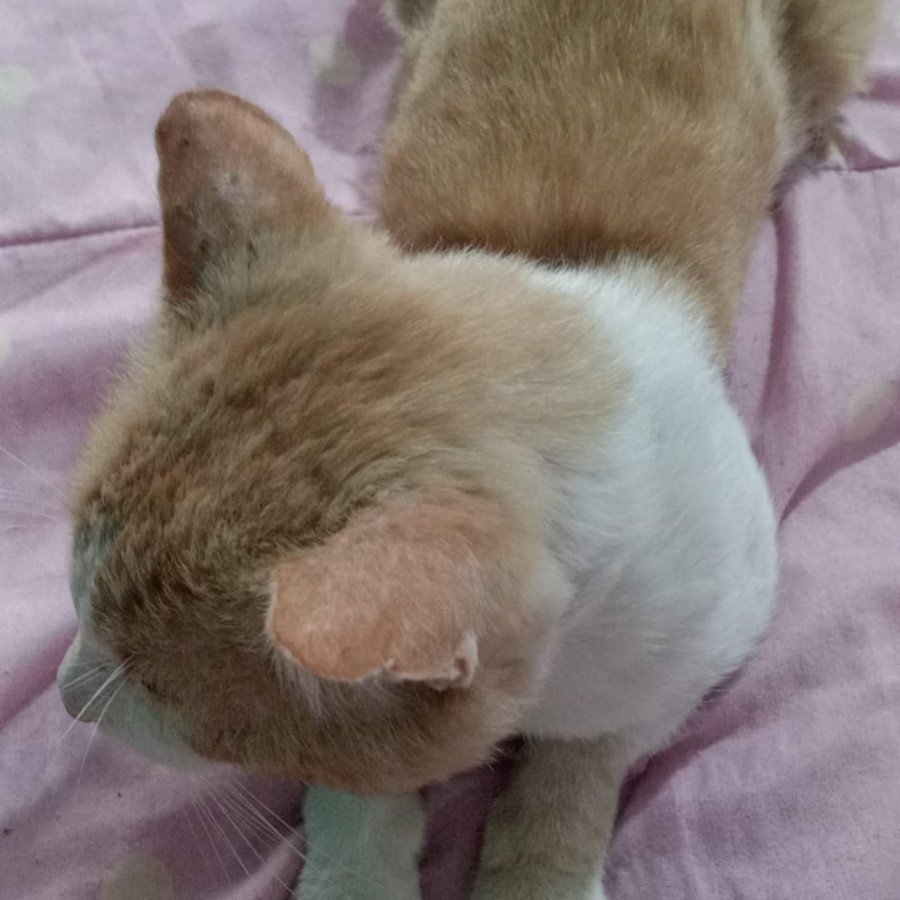 HANNY | Raza Doméstico Américano de Pelo Corto | Perdido