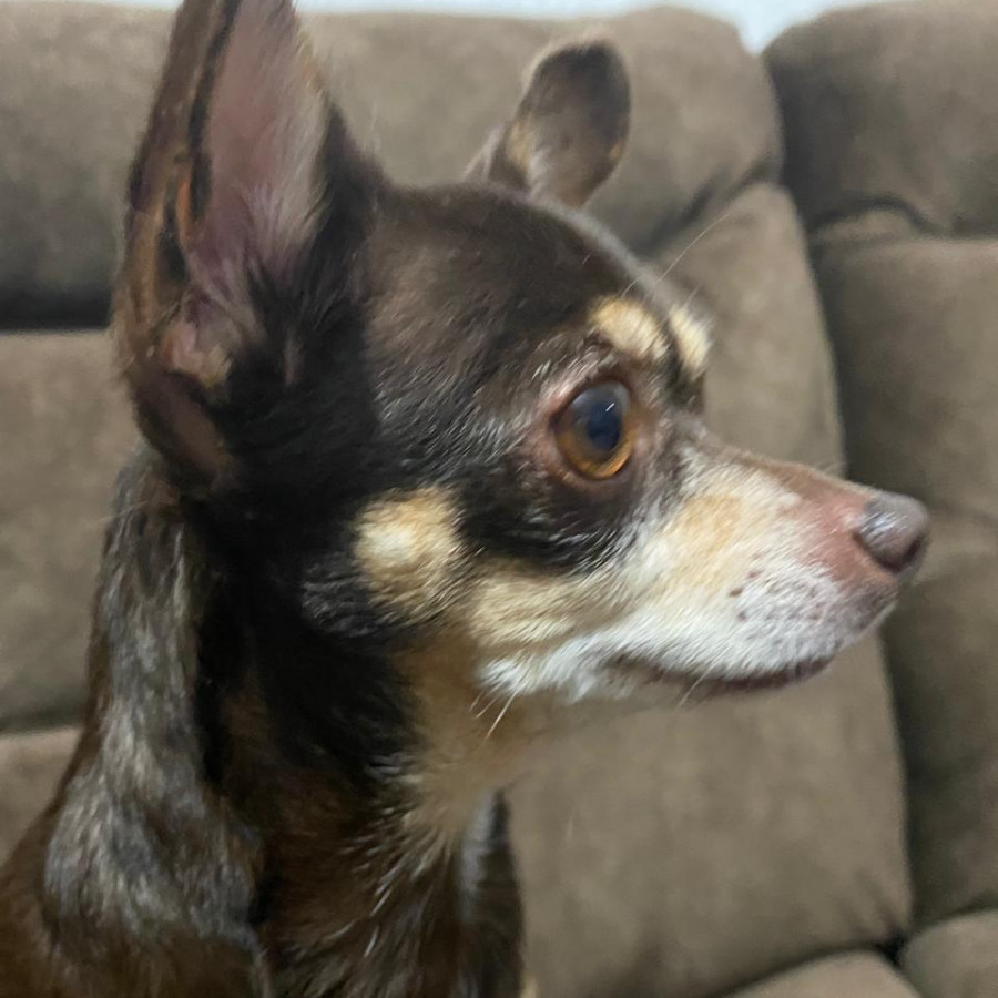KELLY | Raza Chihuahua | Final Feliz