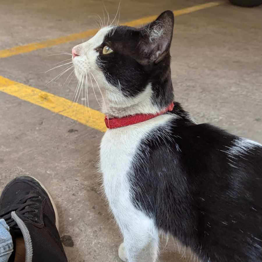  | Raza Doméstico Américano de Pelo Corto | Encontrado