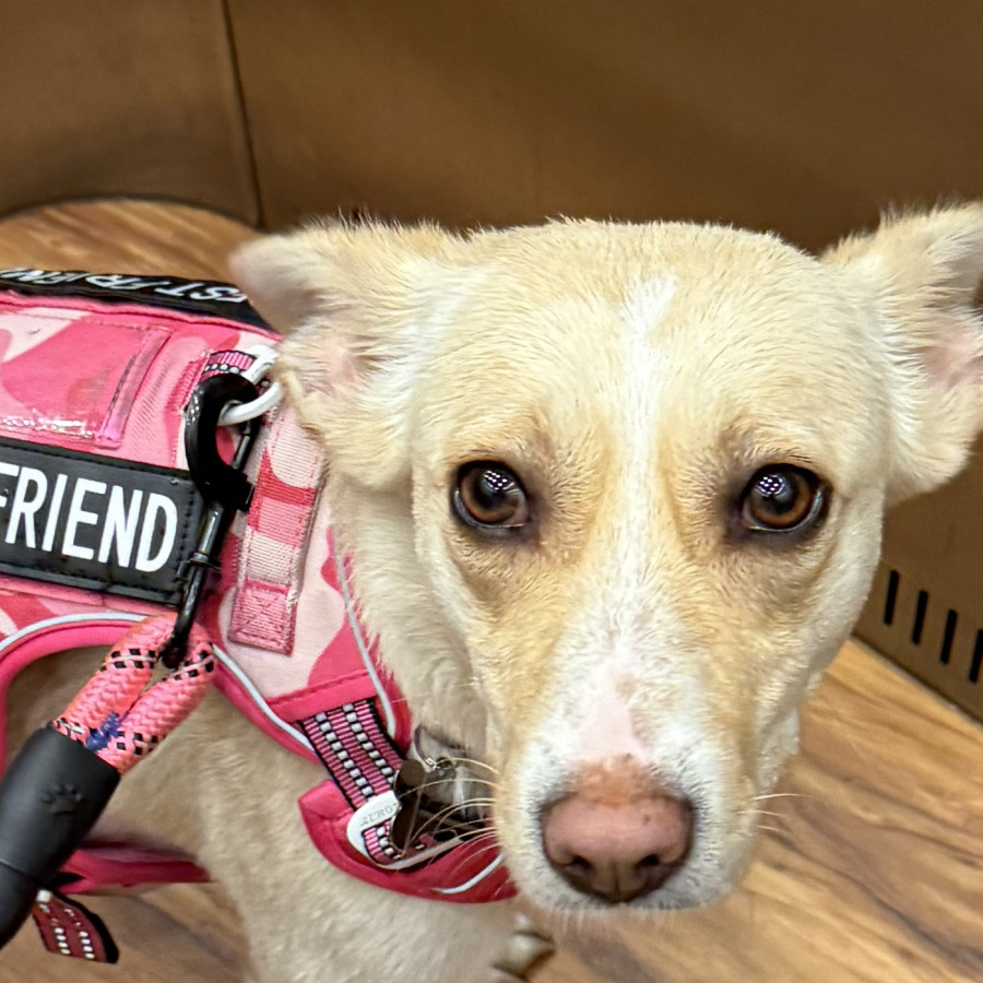 NALA | Raza Mestiza | Perdida