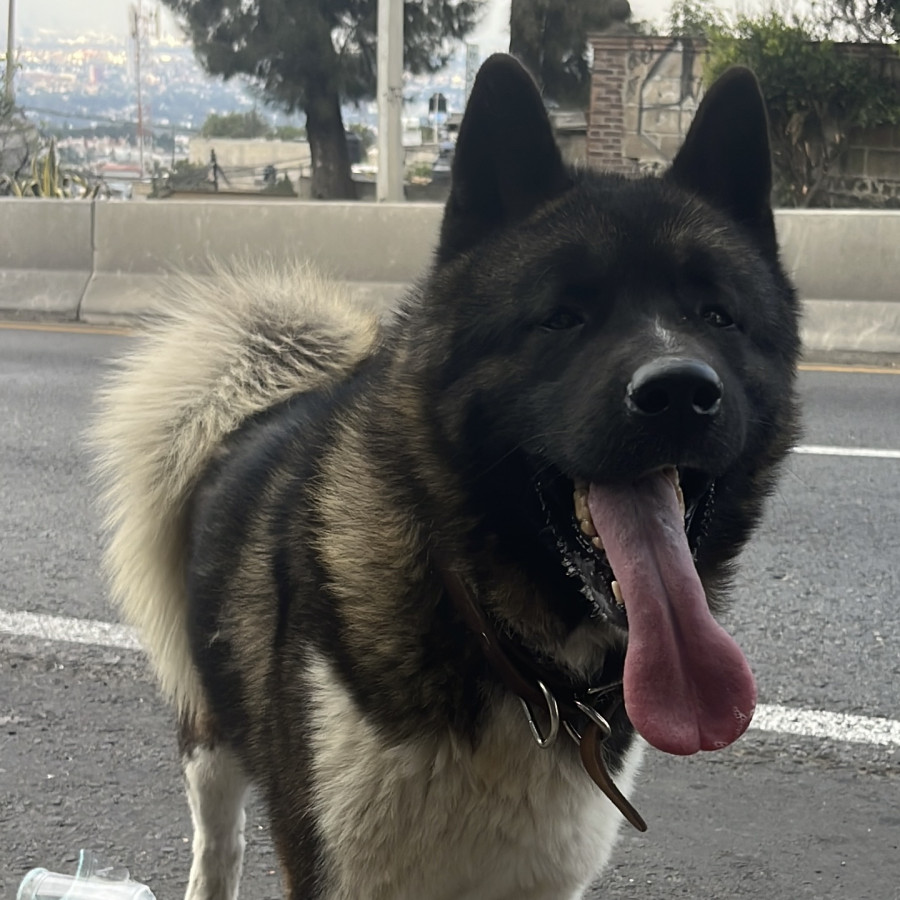  | Raza Akita Americano   | Encontrado
