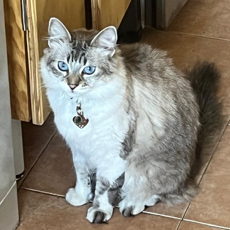 LALA | Raza Balinés punto tabby | Perdida