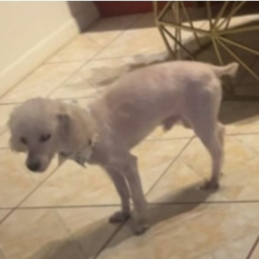 MIKE | Raza French Poodle o Caniche | Perdido