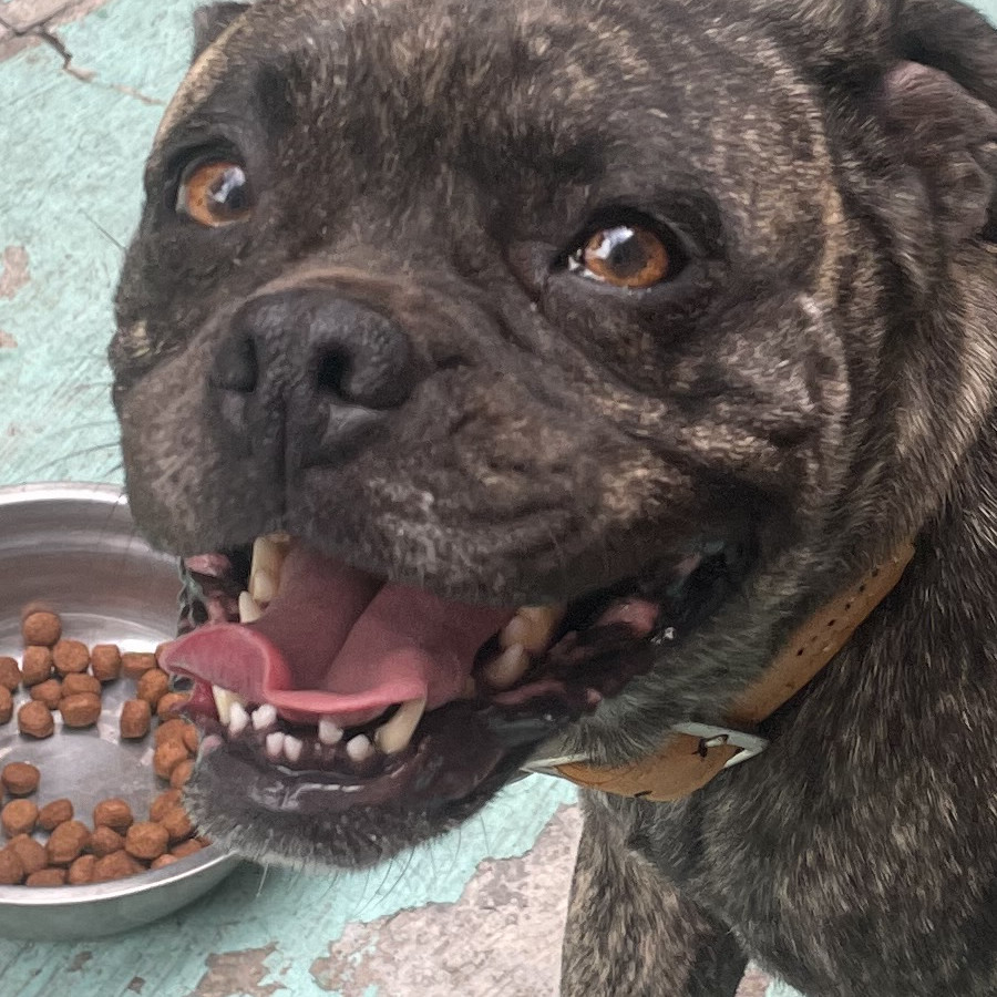  | Raza Mestiza, cruza de American Pitbull Terrier con Bulldog Francés | Encontrada