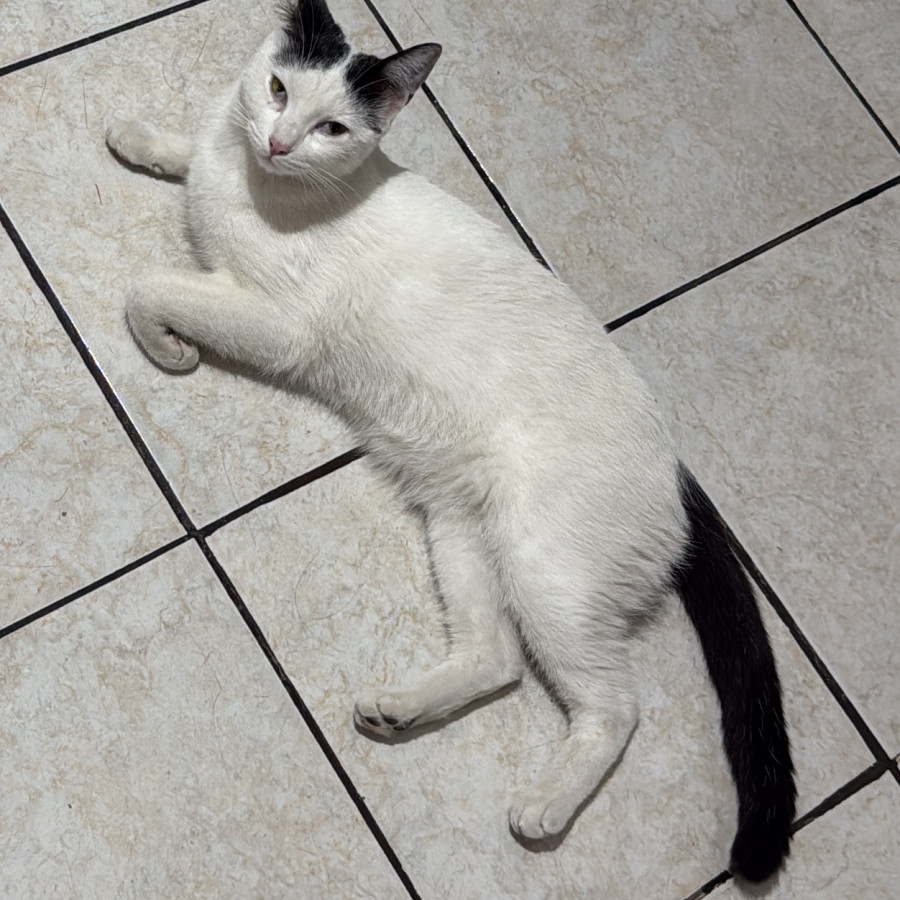 WILSON | Raza Doméstico Américano de Pelo Corto | Perdido