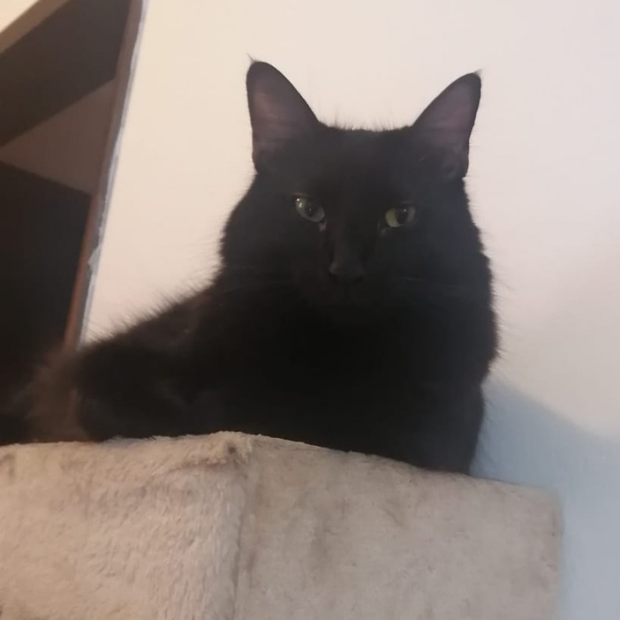 RA | Raza Angora Turco Negro | Perdido