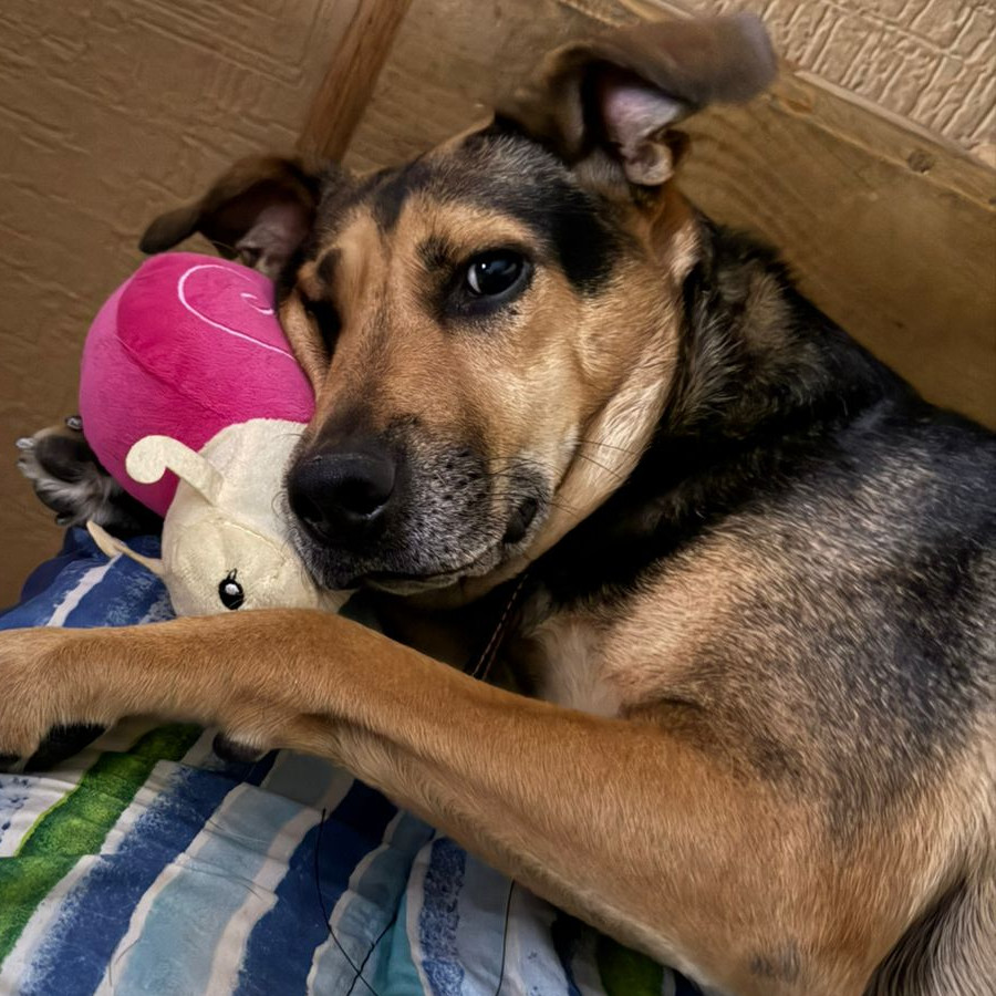 KIARA O PIPIS | Raza Mestiza, cruza de Pastor Alemán | Final Feliz