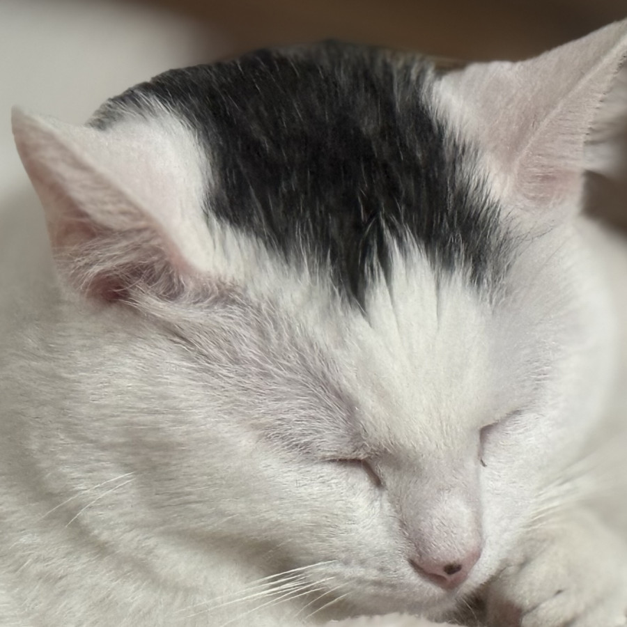 TENSHI | Raza Doméstico Américano de Pelo Corto | Perdida